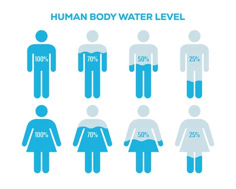 what percent is the human body water